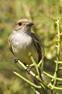 Images Dated 12th April 2010: Galapagos flycatcher (Myiarchus magnirostris), Port Egas (James Bay), Isla Santiago