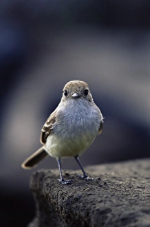 Ecuadorian Prints: Galapagos flycatcher (Myriarchus magnirestris), James Island, Galapagos Islands