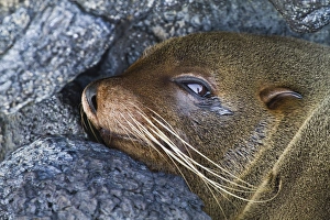 Galapagos fur seal (Arctocephalus galapagoensis), Puerto Egas, Santiago Island, Galapagos Islands, Ecuador, South America