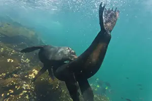 Galapagos fur seal (Arctocephalus galapagoensis) bulls mock-fighting underwater, Genovesa Island, Galapagos Islands, Ecuador, South America