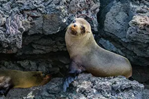 Earth Tones Prints: Galapagos fur seal (Arctocephalus galapagoensis) hauled out on lava flow in the Galapagos Islands