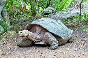 Legs Prints: Galapagos Giant Tortoise (Chelonoidis chathamensis)
