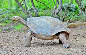 Giant Prints: Galapagos Giant Tortoise (Chelonoidis chathamensis)