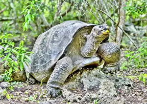 Photogenic Prints: Galapagos Giant Tortoise (Chelonoidis chathamensis)