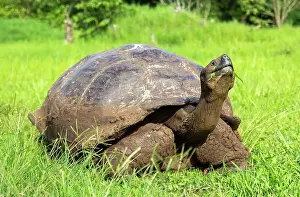 Wildlife Preservation Prints: Galapagos Giant Tortoise (Chelonoidis chathamensis)