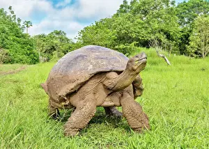 Fluffy Prints: Galapagos Giant Tortoise (Chelonoidis chathamensis)