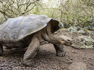A Galapagos giant tortoise (Chelonoidis spp), Galapagos National Park