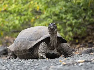 Branch Prints: A Galapagos giant tortoise (Chelonoidis spp) in Urbina Bay, Isabela Island, Galapagos