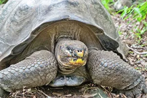 Legs Prints: Galapagos Giant Tortoise (Geochelone chatamensis)