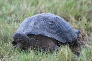 Isabela Island Prints: Galapagos Giant Tortoise (Geochelone elephantophus vandenburgi)
