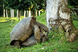 Giant Prints: Galapagos Giant Tortoise, Santa Cruz Island, Galapagos Islands, Ecuador