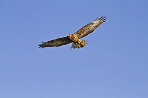 Wing Span Prints: Galapagos hawk (Buteo galapagoensis)