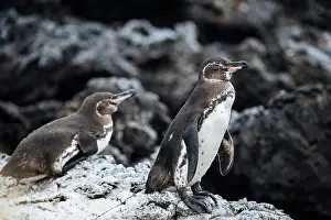 Ecuador Prints: Galapagos Islands, Ecuador