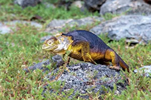 Stand Prints: Galapagos Land Iguana (Conolophus subcristatus)