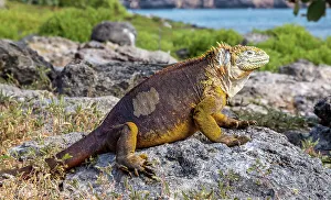Rest Prints: Galapagos Land Iguana (Conolophus subcristatus)