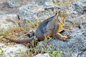 Wildlife Habitat Prints: Galapagos Land Iguana (Conolophus subcristatus)