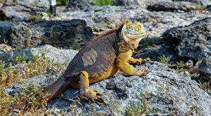 Rest Prints: Galapagos Land Iguana (conolophus subcristatus)