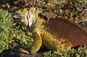Images Dated 16th April 2010: Galapagos land iguana (Conolophus subcristatus), Islas Plaza (Plaza island)