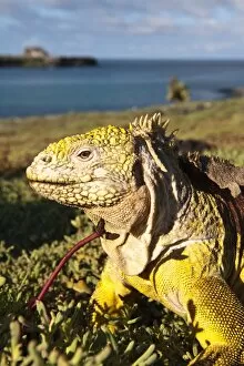 Images Dated 16th April 2010: Galapagos land iguana (Conolophus subcristatus), Islas Plaza (lPlaza island)
