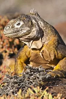 Images Dated 16th April 2010: Galapagos land iguana (Conolophus subcristatus), Isla Plaza (Plaza island)