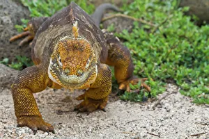 Ecuador Prints: Galapagos land iguana (Conolophus subcristatus)