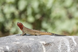 Hispanola Island Prints: Galapagos Lava Lizard (Microlophus albemarlensis)