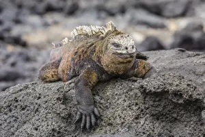 Lying On Front Prints: Galapagos marine iguana (Amblyrhynchus cristatus) basking in Puerto Egas