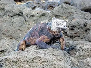 Lava Prints: Galapagos Marine Iguana (Amblyrhynchus cristatus) Santa Cruz island