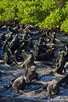 Iguana Prints: Galapagos marine iguanas (Amblyrhynchus cristatus)
