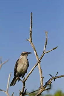 Ecuador Gallery: Galapagos mockingbird (Mimus parvulus), Genovesa Island, Galapagos Islands