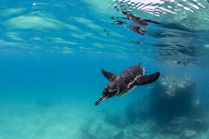 Bartolome Island Collection: Galapagos penguin (Spheniscus mendiculus) swimming underwater at Bartolome Island