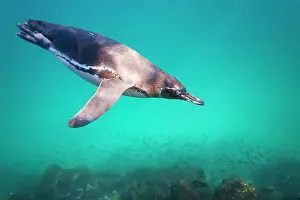 Ecological Diversity Prints: Galapagos penguin (Spheniscus mendiculus) feeding underwater on small baitfish in the Galapagos Islands