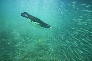 Marine Ecosystem Prints: Galapagos penguin (Spheniscus mendiculus) feeding underwater on small baitfish in the Galapagos Islands