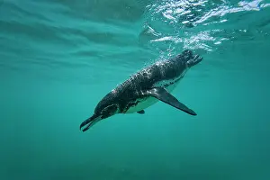 Nature Lovers Prints: Galapagos penguin (Spheniscus mendiculus) feeding underwater on small baitfish in the Galapagos Islands