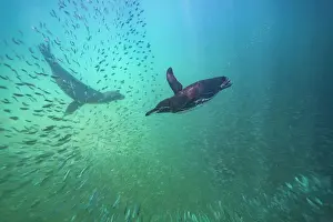Galapagos Prints: Galapagos penguin (Spheniscus mendiculus) feeding underwater on small baitfish in the Galapagos Islands