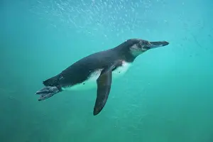 Ecological Diversity Prints: Galapagos penguin (Spheniscus mendiculus) feeding underwater on small baitfish in the Galapagos Islands