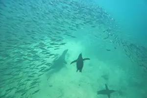 Marine Conservation Prints: Galapagos penguin (Spheniscus mendiculus) feeding underwater on small baitfish in the Galapagos Islands
