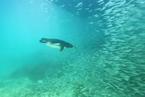 Heritage Site Prints: Galapagos penguin (Spheniscus mendiculus) feeding underwater on small baitfish in the Galapagos Islands