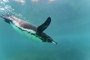 Animal Kingdom Prints: Galapagos penguin (Spheniscus mendiculus) feeding underwater on small baitfish in the Galapagos Islands