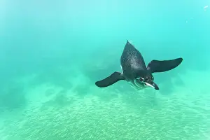 Natural History Prints: Galapagos penguin (Spheniscus mendiculus) feeding underwater on small baitfish in the Galapagos Islands