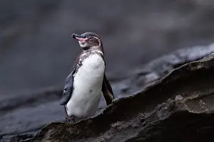 Galapagos penguin (Spheniscus mendiculus) hauled out on lava in the Galapagos Island Archipelago, UNESCO World Heritage Site, Ecuador, South America