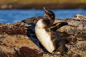 Tropical Climate Prints: Galapagos penguin (Spheniscus mendiculus) hauled out on lava in the Galapagos Island Archipelago
