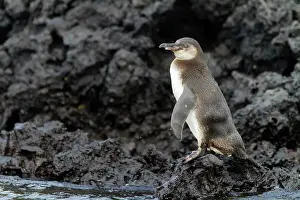 Heritage Site Prints: Galapagos penguin (Spheniscus mendiculus) hauled out on lava in the Galapagos Island Archipelago