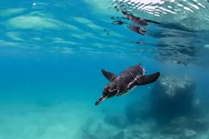 Bartolome Island Prints: Galapagos penguin (Spheniscus mendiculus) swimming underwater at Bartolome Island
