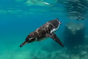 Galapagos penguin (Spheniscus mendiculus) swimming underwater at Bartolome Island