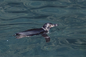 Ecuadorian Prints: Galapagos penguin (Sphensicus mendiculus), Isabela Island, Galapagos Islands