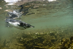 Penguins Prints: Galapagos penguins, Galapagos Islands, Ecuador, South America