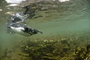 Galapagos penguins, Galapagos Islands, Ecuador, South America