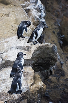 Isabela Prints: Galapagos penguins (Spheniscus mendiculus), Isla Isabela, Galapagos Islands