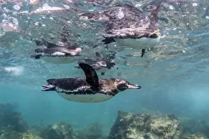 Galapagos penguins (Spheniscus mendiculus) swimming underwater at Bartolome Island